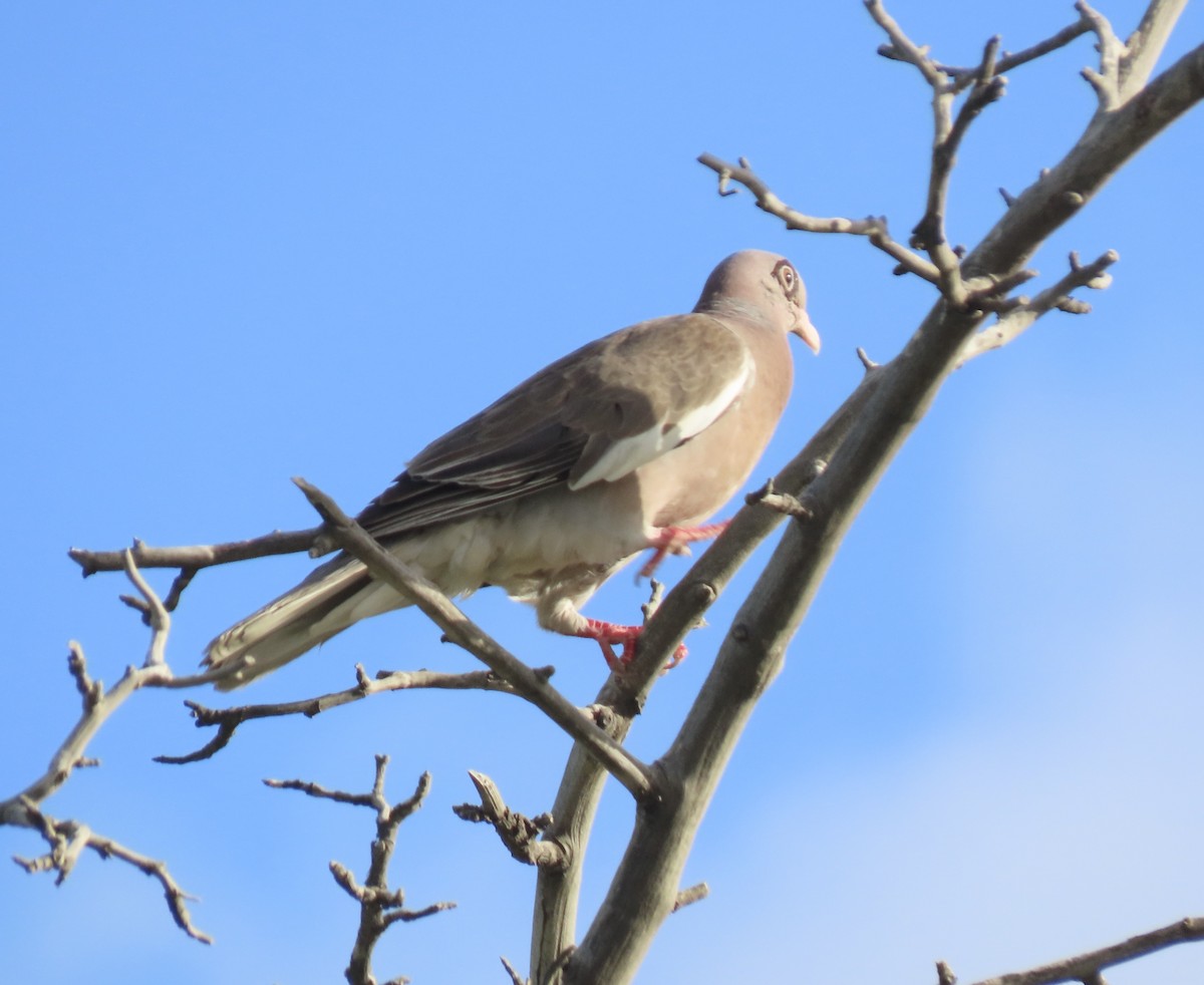 Bare-eyed Pigeon - ML638633739