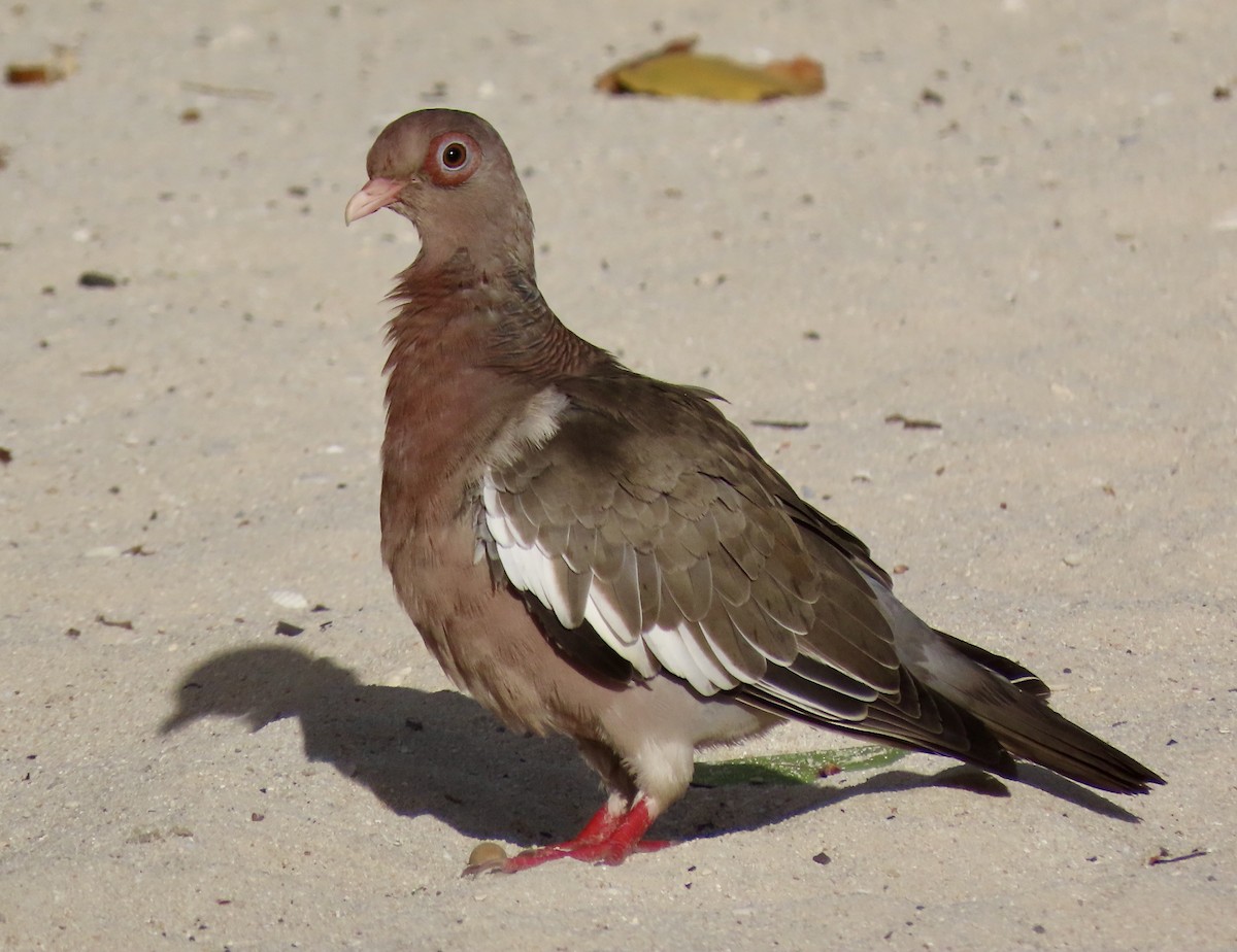 Bare-eyed Pigeon - ML638633747