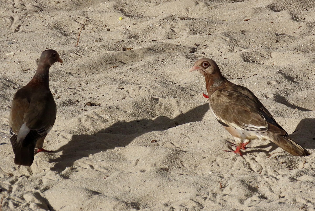 Bare-eyed Pigeon - ML638633751