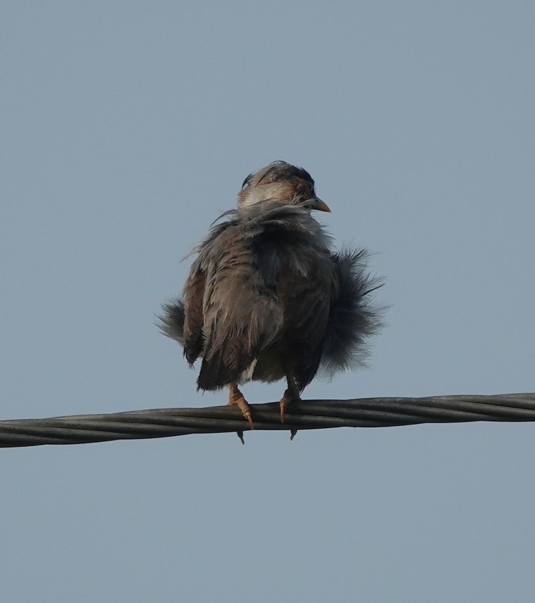 Brahminy Starling - ML638633814