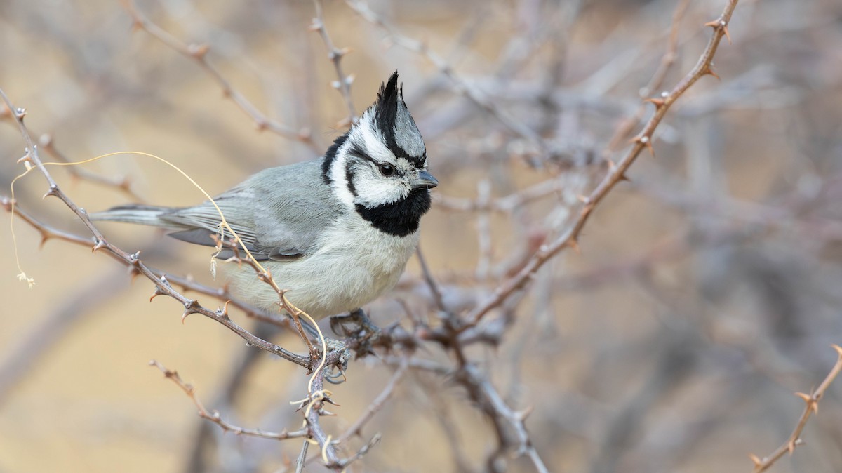 Bridled Titmouse - ML638633838