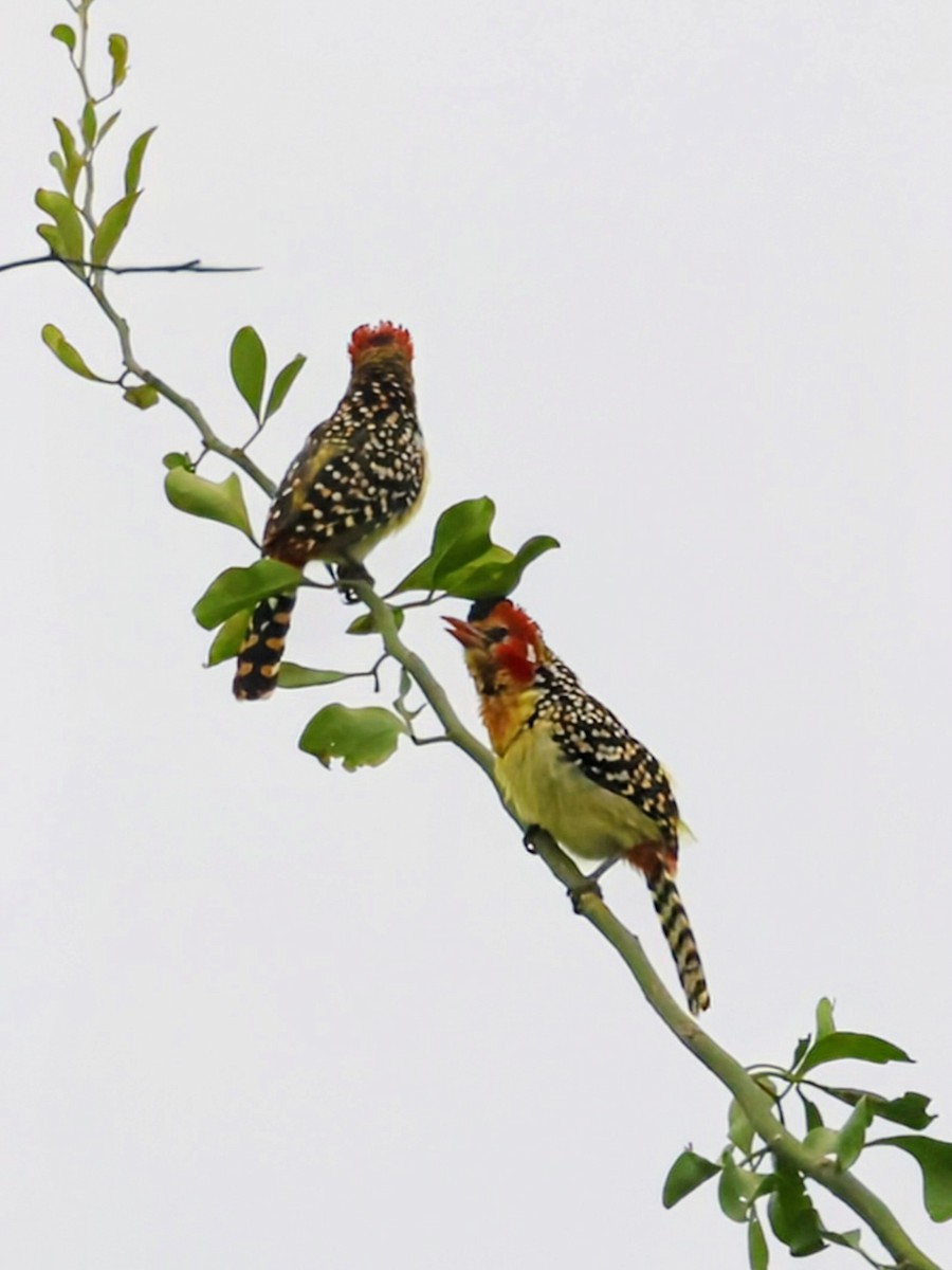Red-and-yellow Barbet - ML638633878