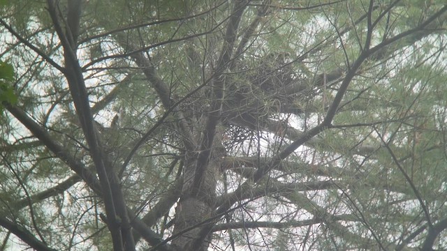 Cooper's Hawk - ML638633914