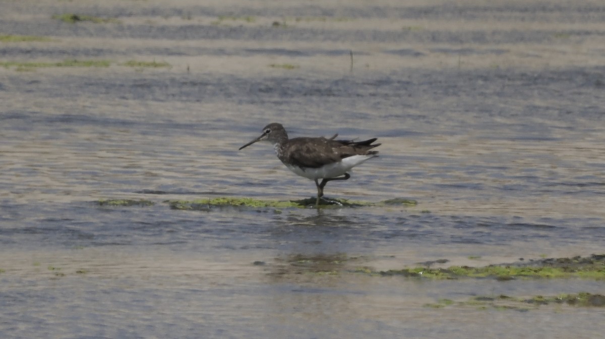 Green Sandpiper - ML638633931