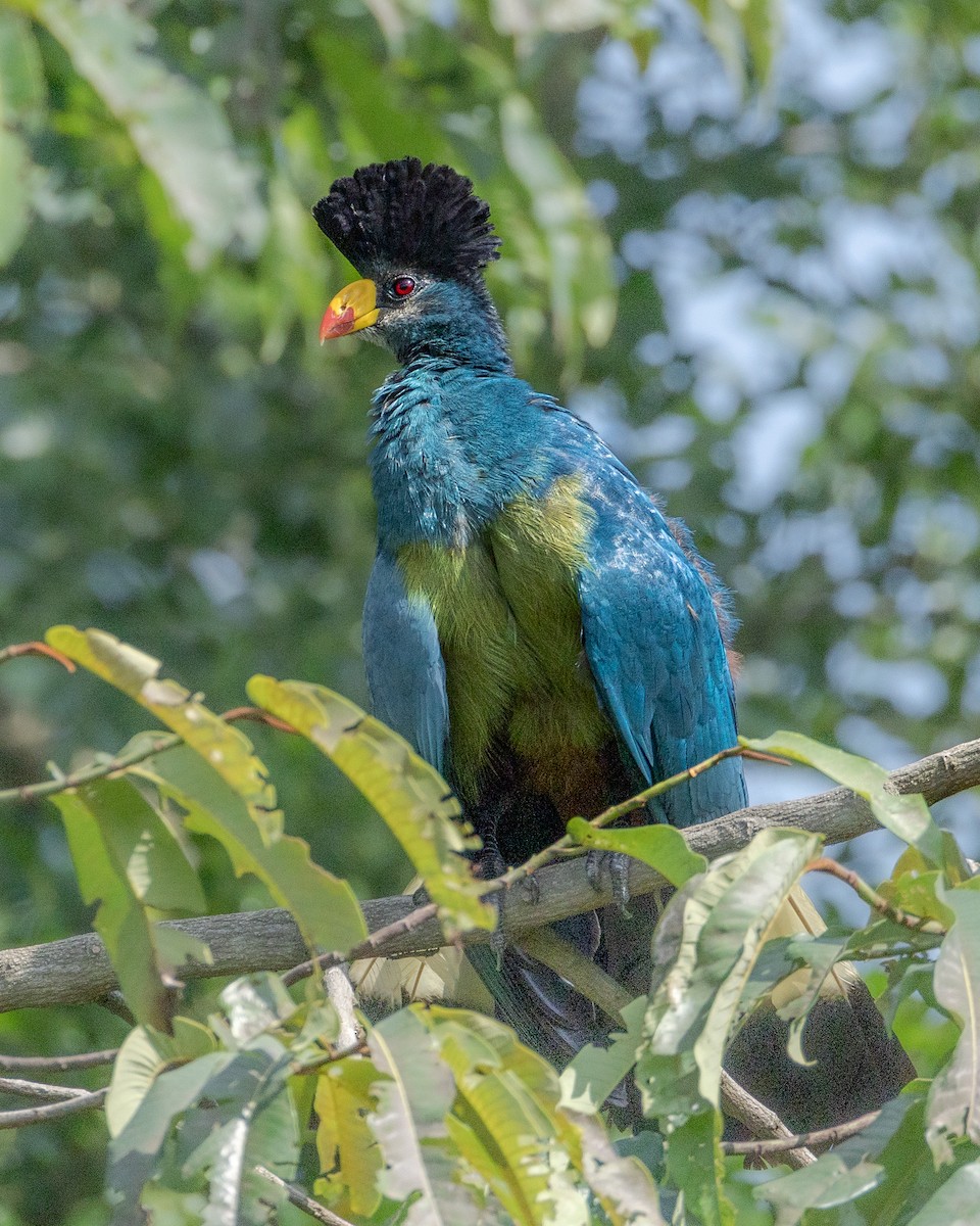 Great Blue Turaco - ML638633955