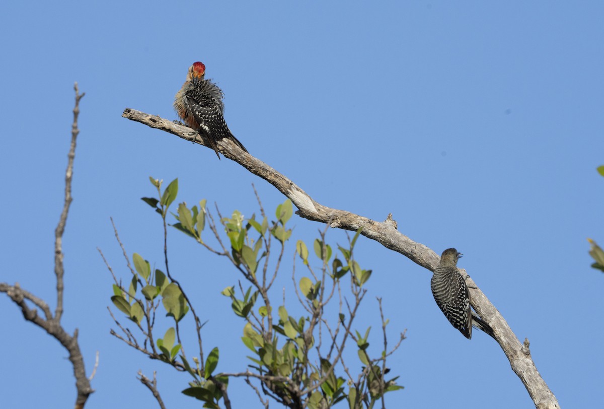 Red-bellied Woodpecker - ML638633965