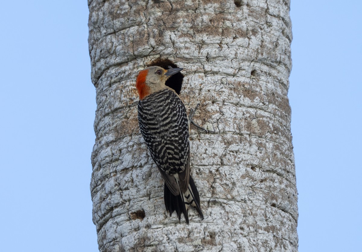 Red-bellied Woodpecker - ML638633966
