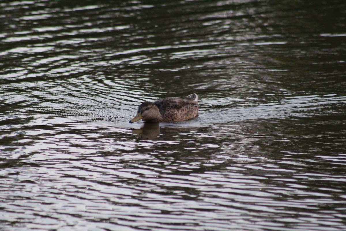 American Black Duck - ML638633995