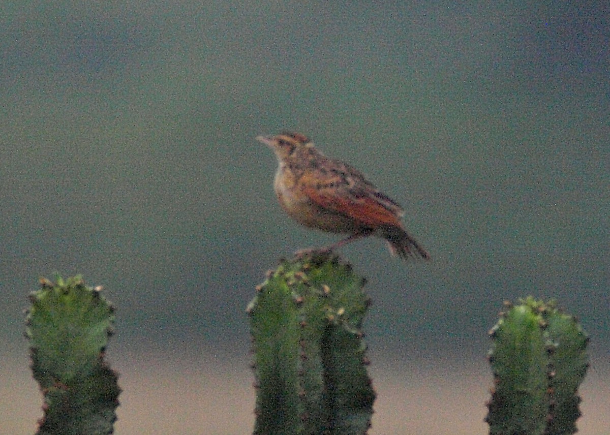 Rufous-naped Lark (Rufous-naped) - ML638634056