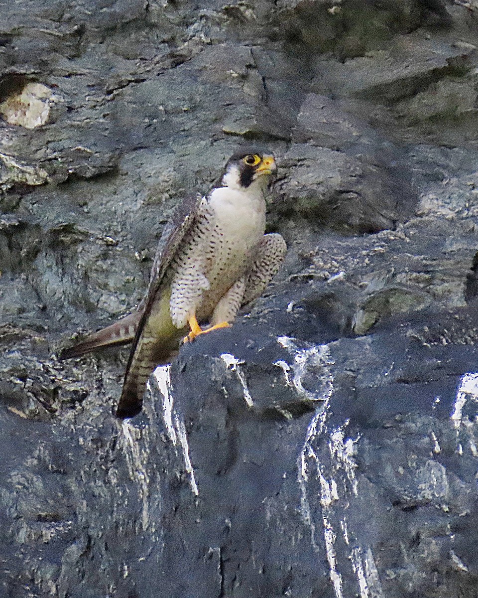 Peregrine Falcon - ML638634073