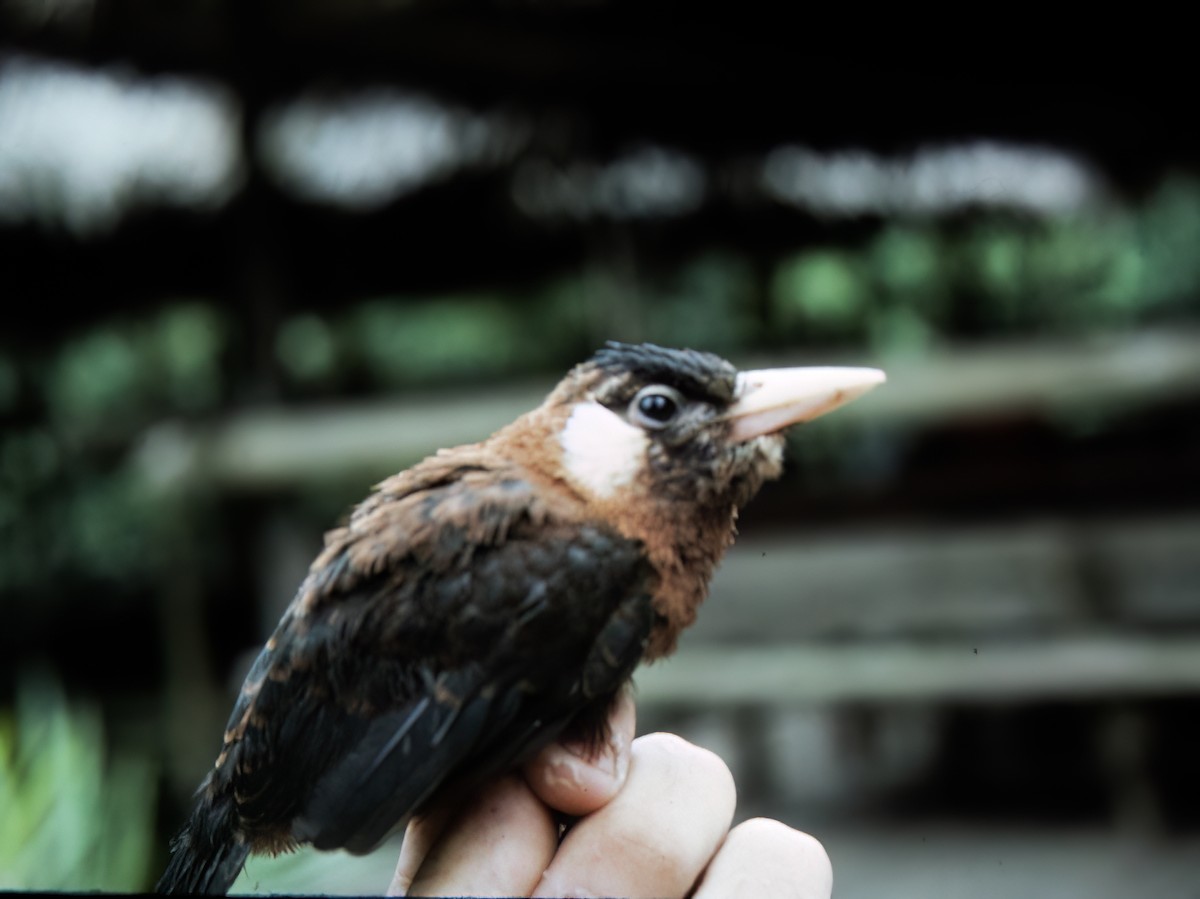 White-eared Jacamar - ML638634078