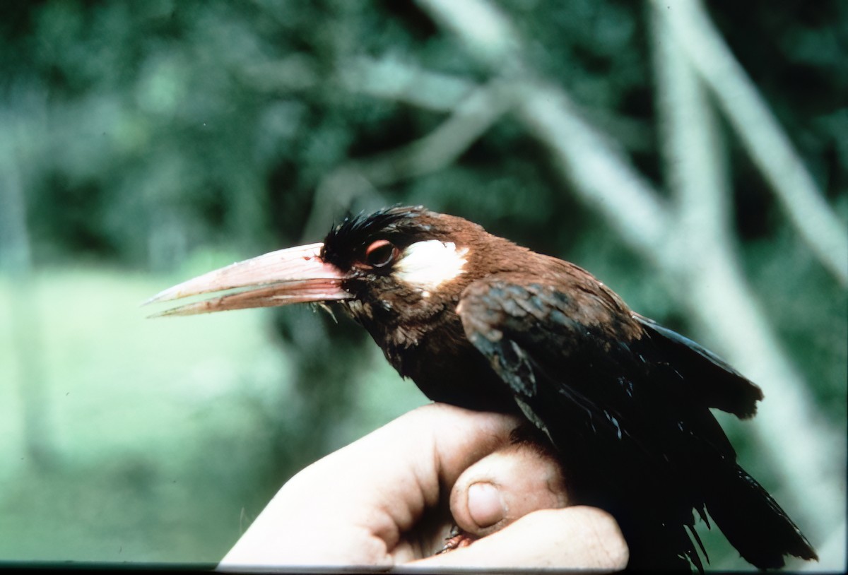 White-eared Jacamar - ML638634081