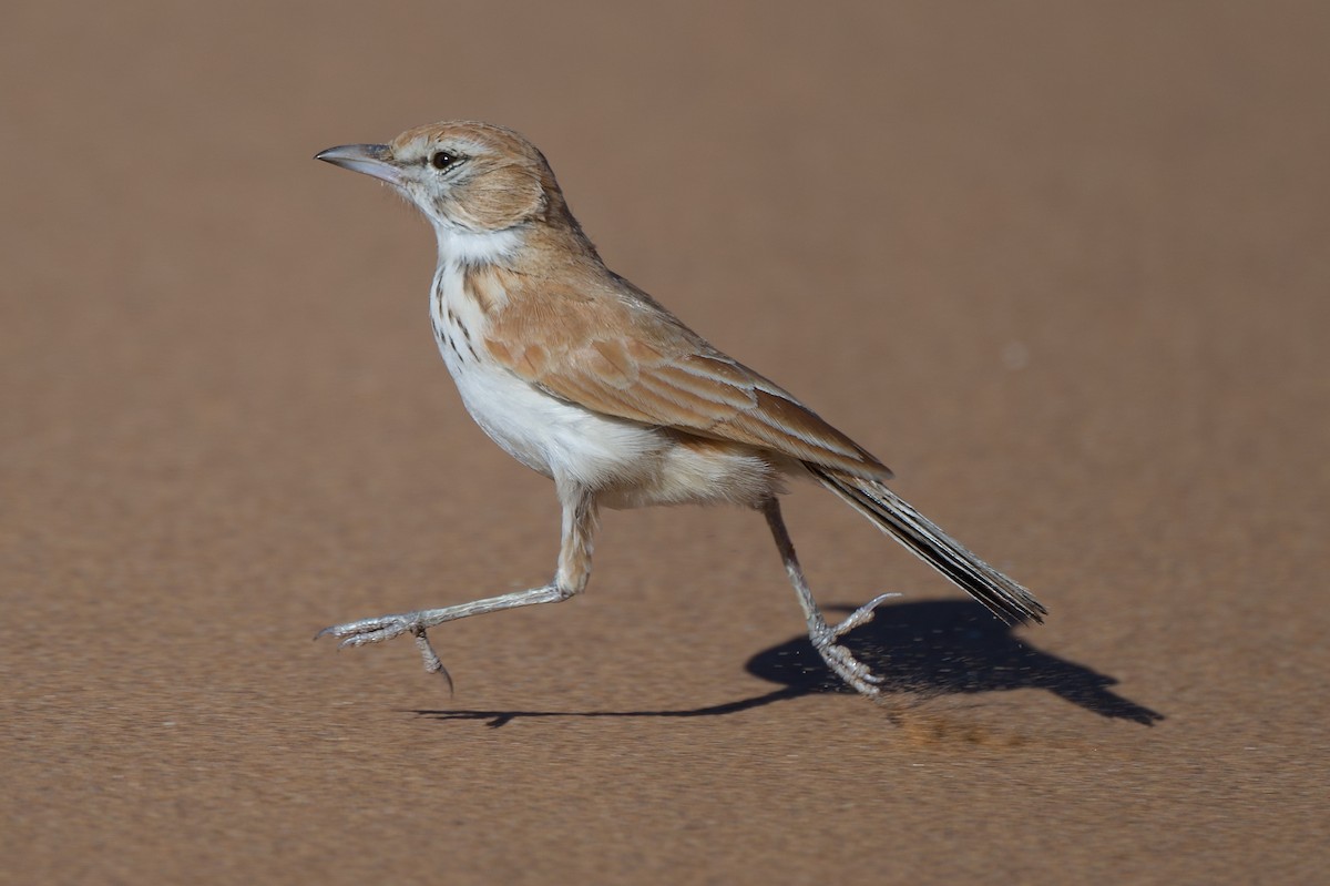 Dune Lark - ML638634086