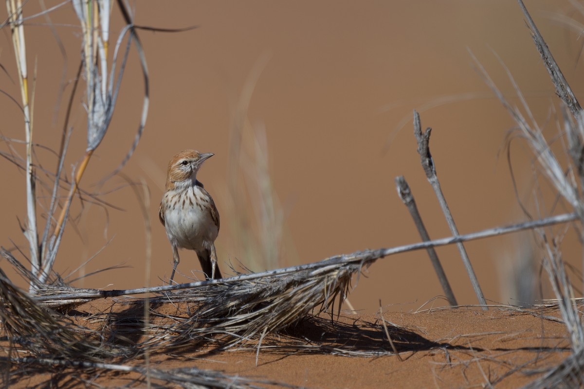 Dune Lark - ML638634089