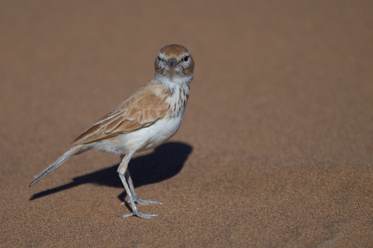 Dune Lark - ML638634091