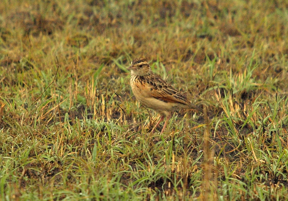 Rufous-naped Lark (Rufous-naped) - ML638634109