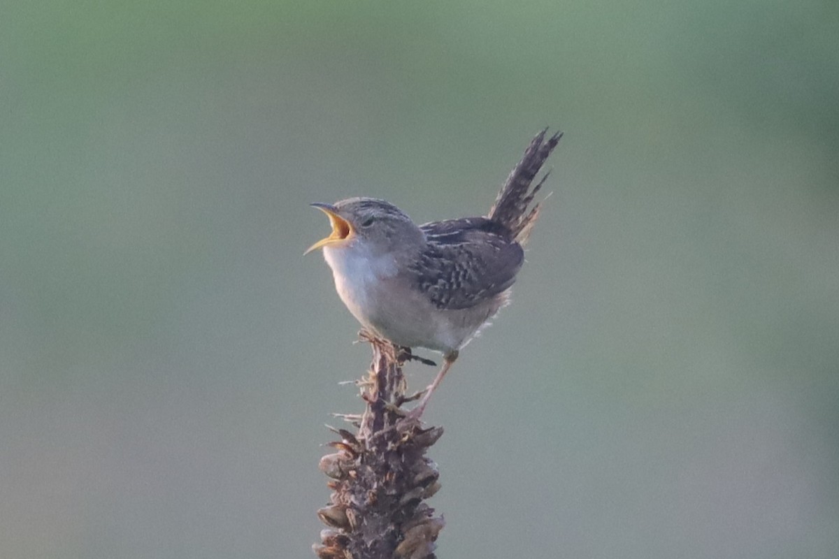 Sedge Wren - ML638634124