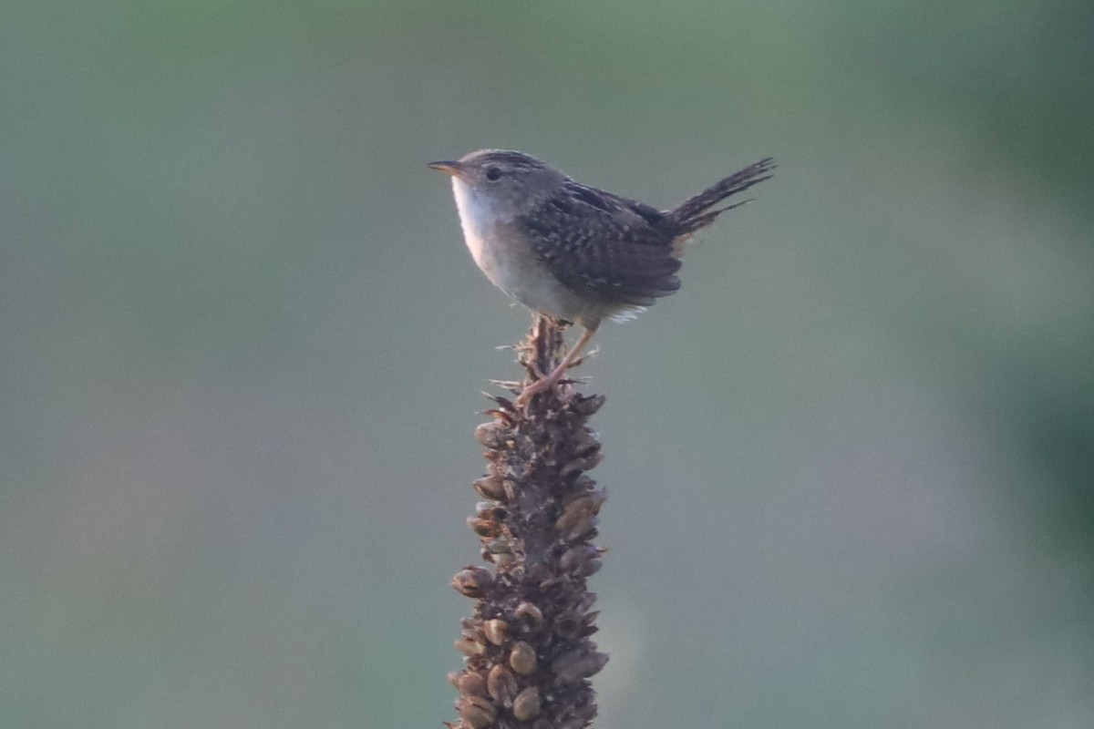 Sedge Wren - ML638634125