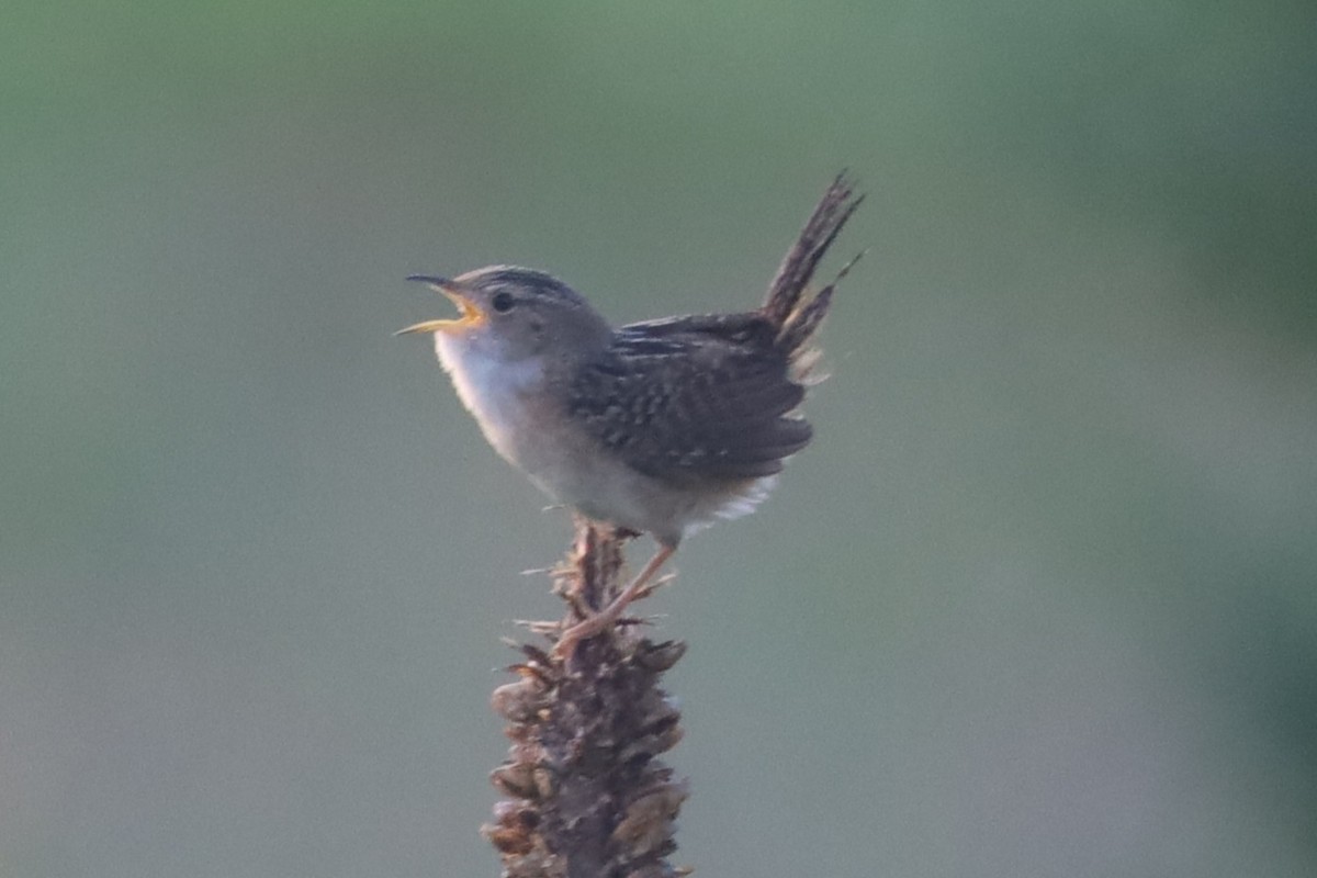 Sedge Wren - ML638634126