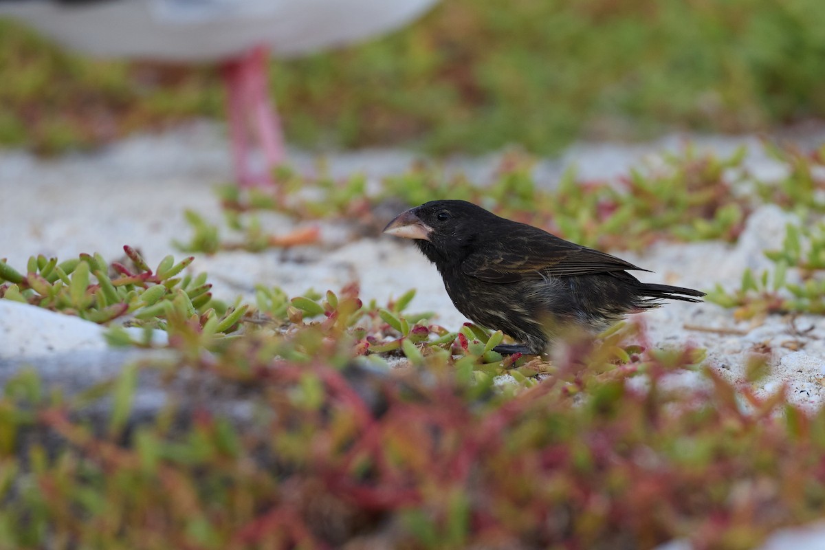 Genovesa Cactus-Finch - ML638634132