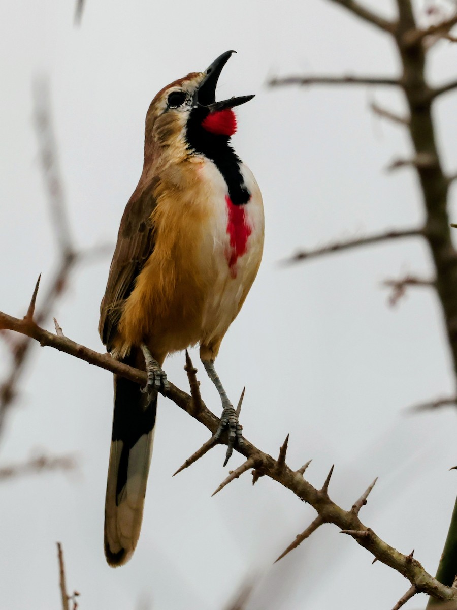 Rosy-patched Bushshrike - ML638634135