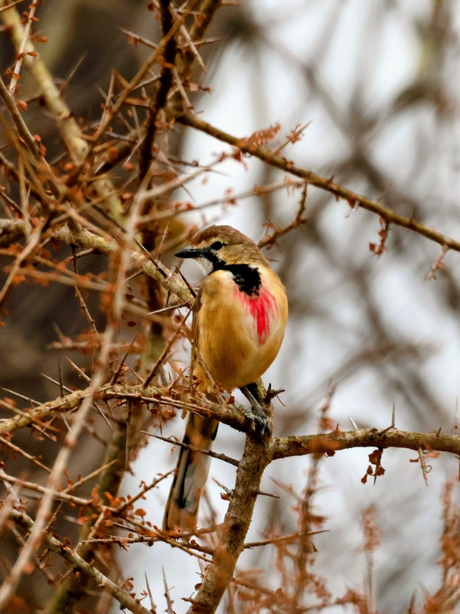 Rosy-patched Bushshrike - ML638634136