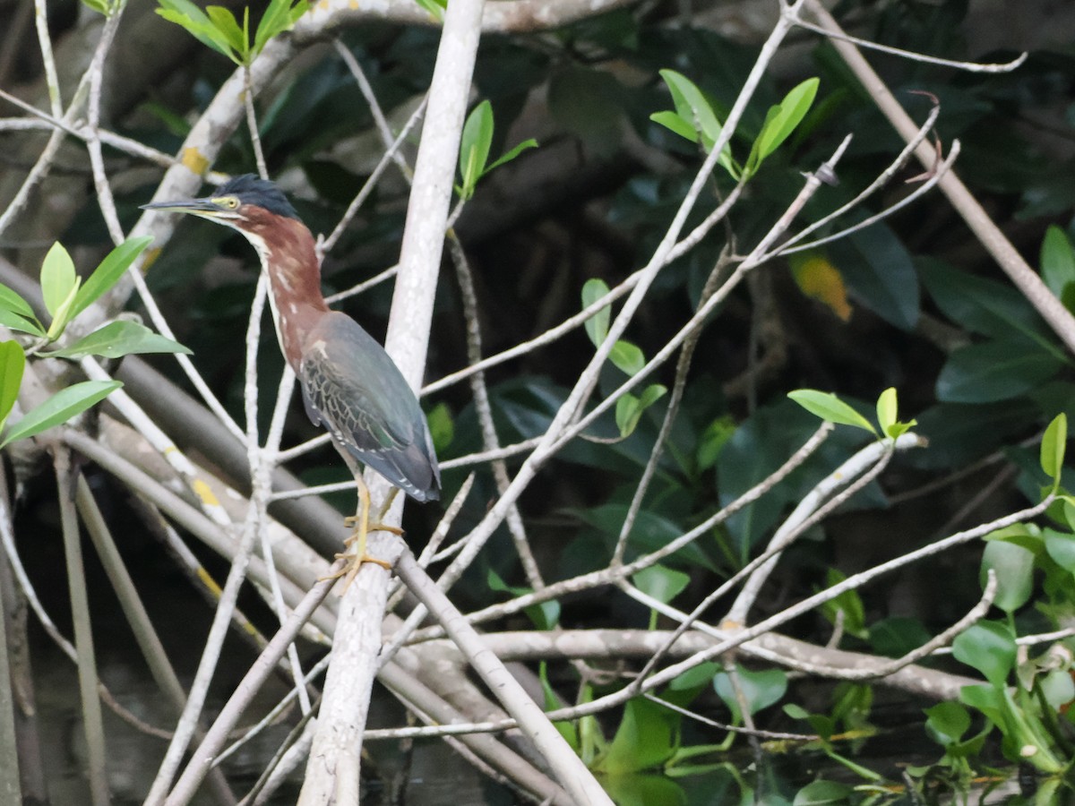 Green Heron - ML638634137