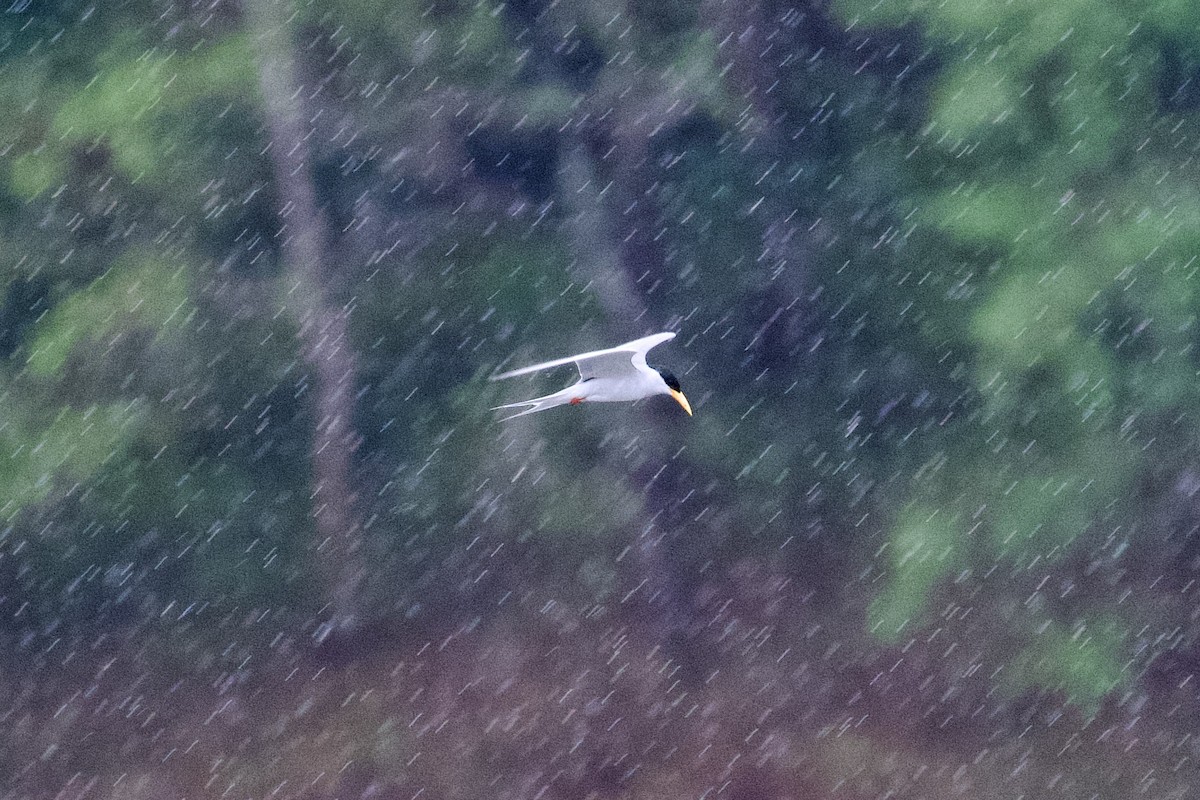 River Tern - ML638634143
