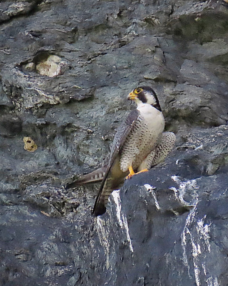Peregrine Falcon - ML638634152