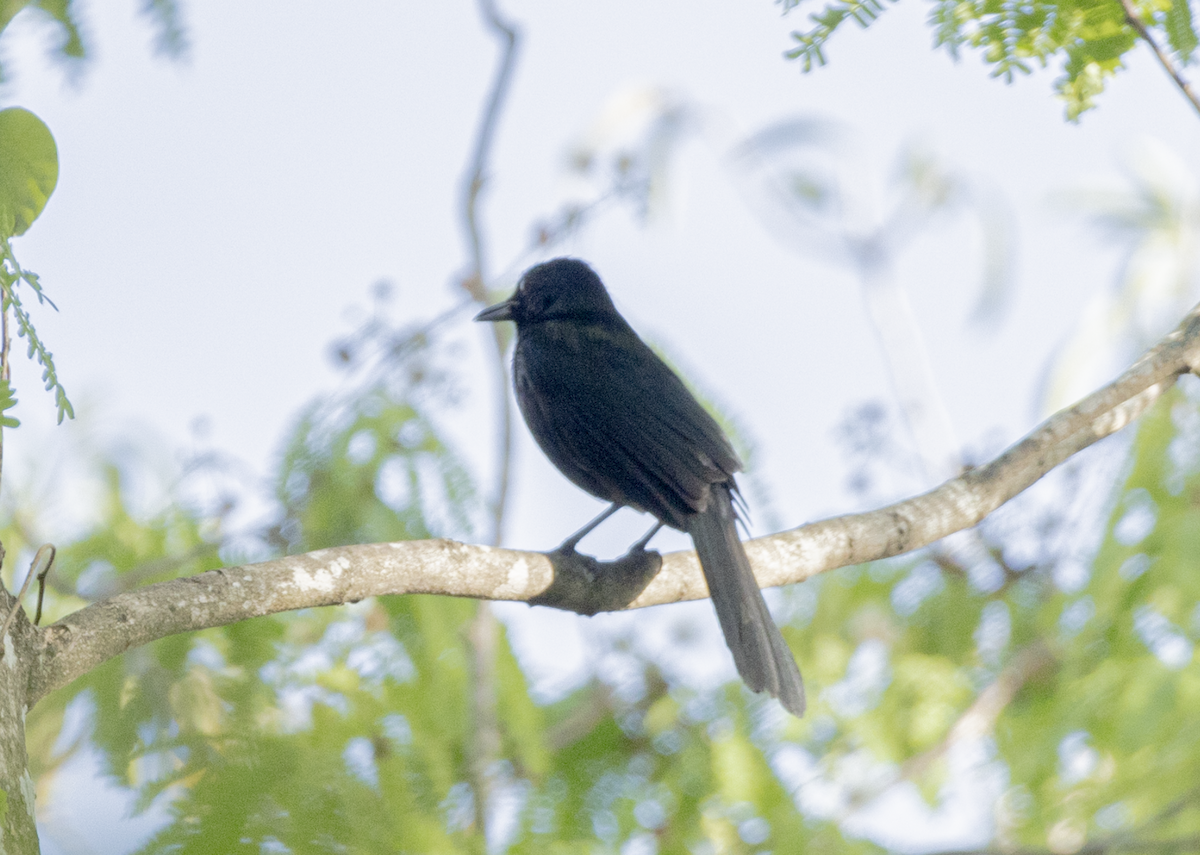 Black Catbird - ML638634178