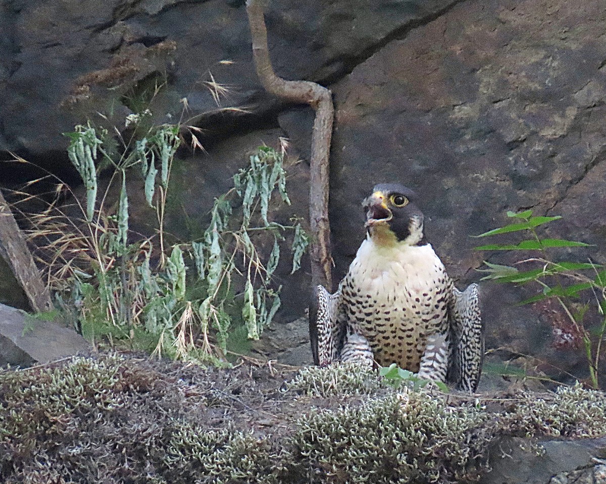 Peregrine Falcon - ML638634186