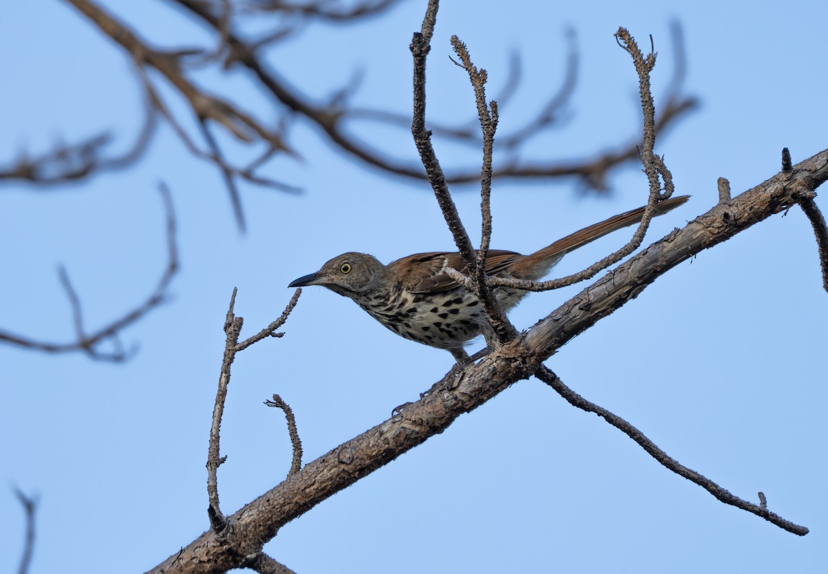 brunspottefugl - ML638634215