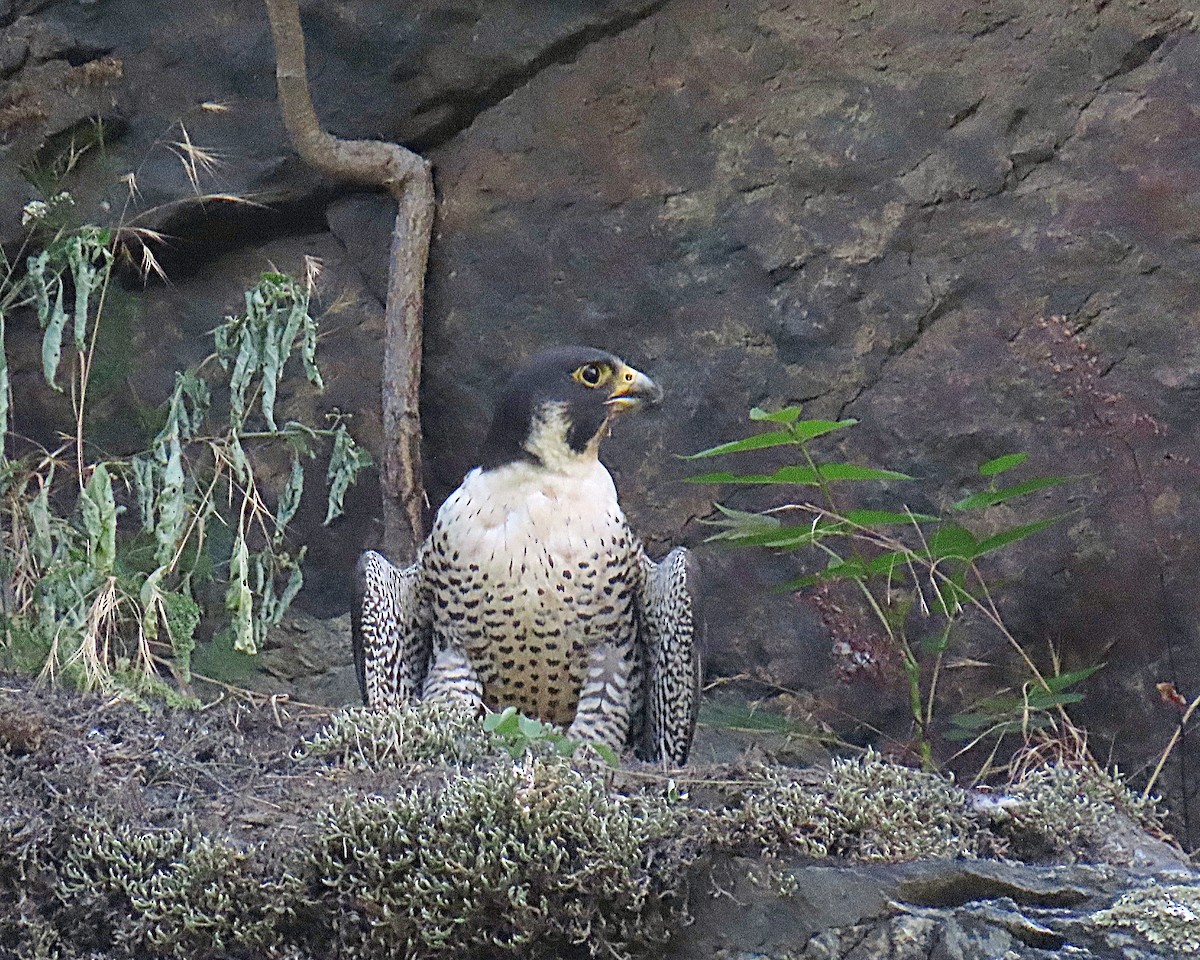 Peregrine Falcon - ML638634216