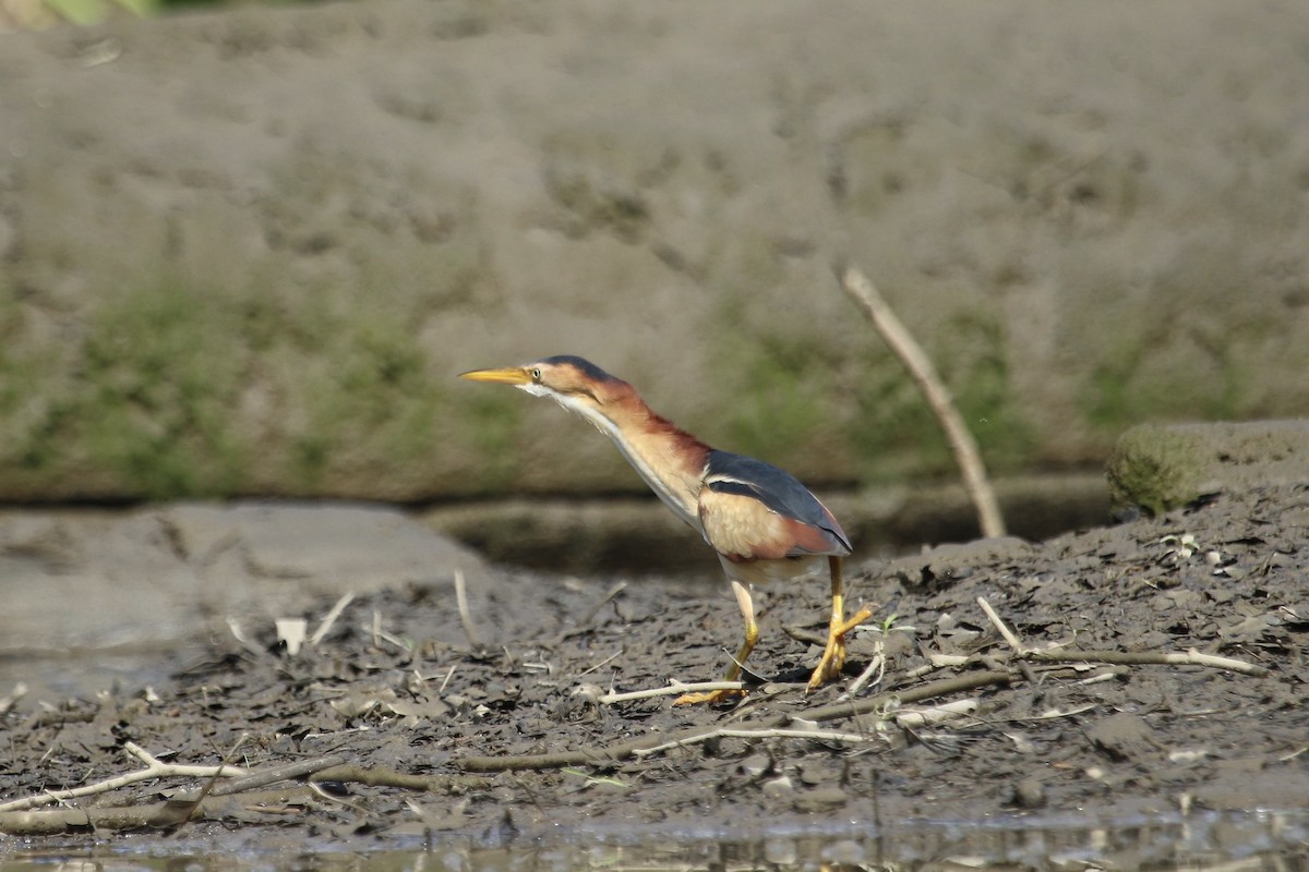 Least Bittern - ML638634230