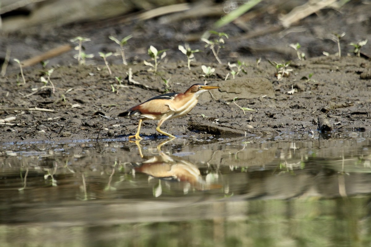 Least Bittern - ML638634231