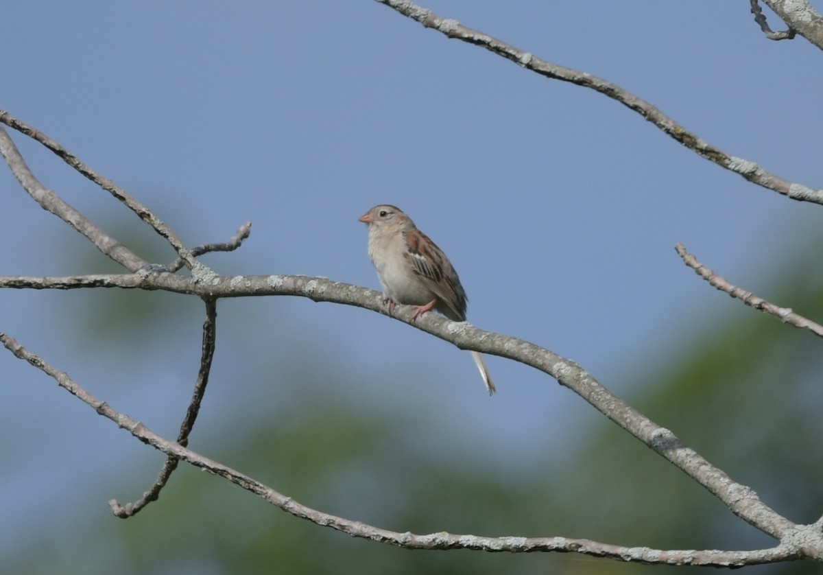 Field Sparrow - ML638634264