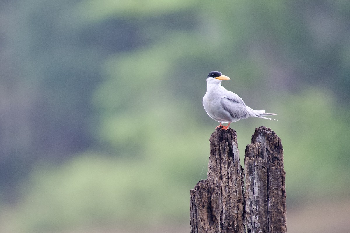 River Tern - ML638634289