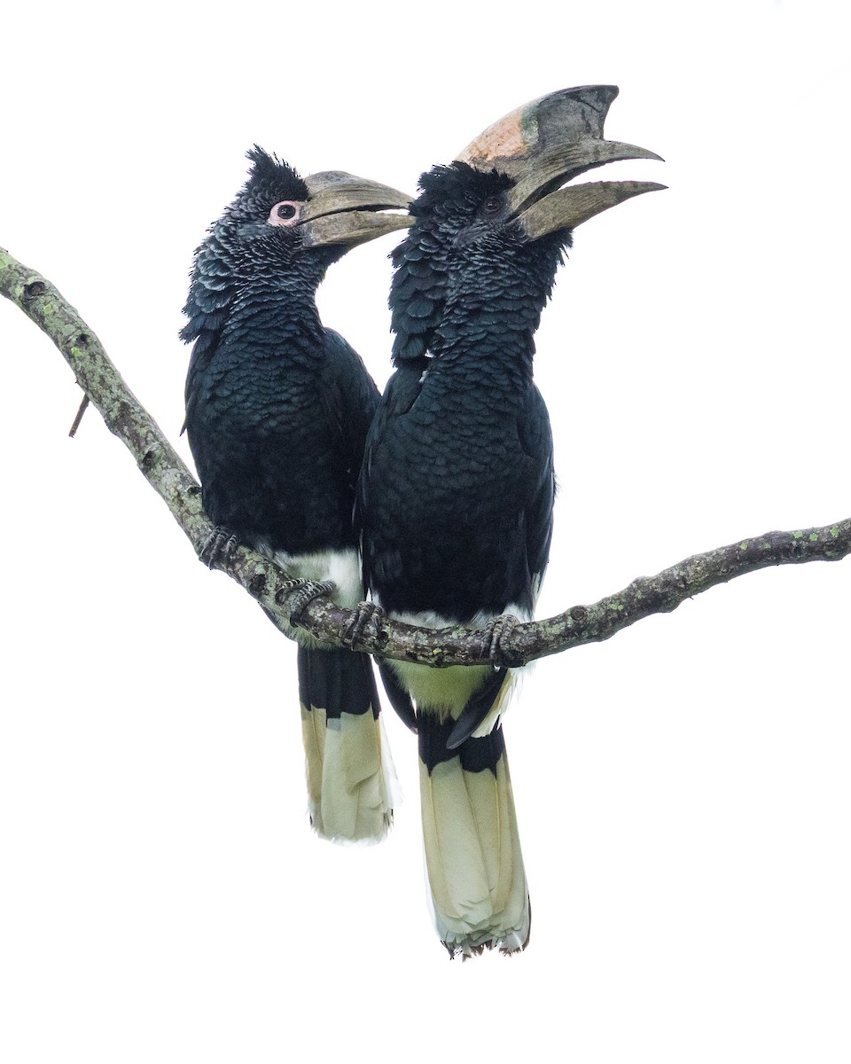 Black-and-white-casqued Hornbill - ML638634302