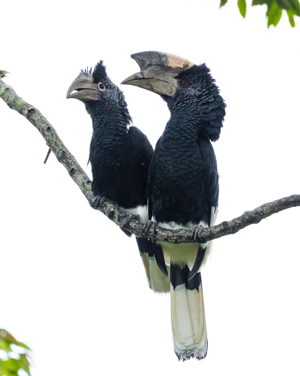 Black-and-white-casqued Hornbill - ML638634303