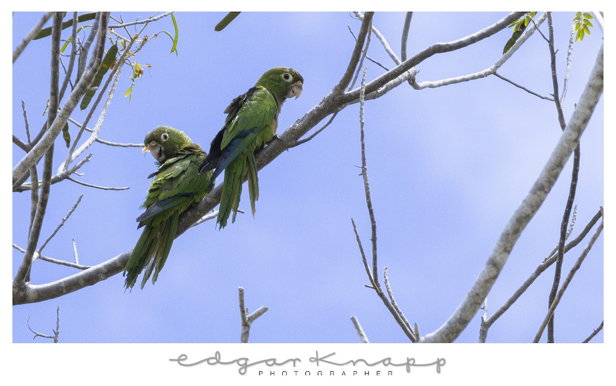 Olive-throated Parakeet - ML638634306