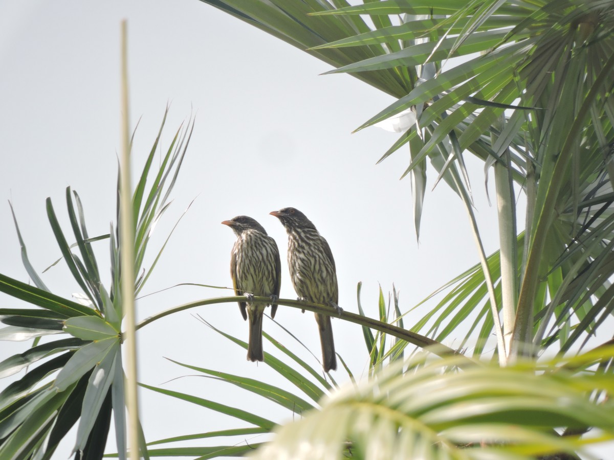 Palmchat - ML638634354