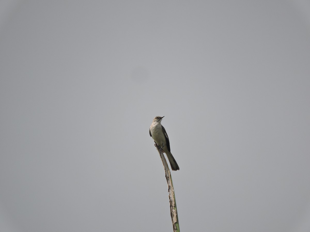 Northern Mockingbird - ML638634357