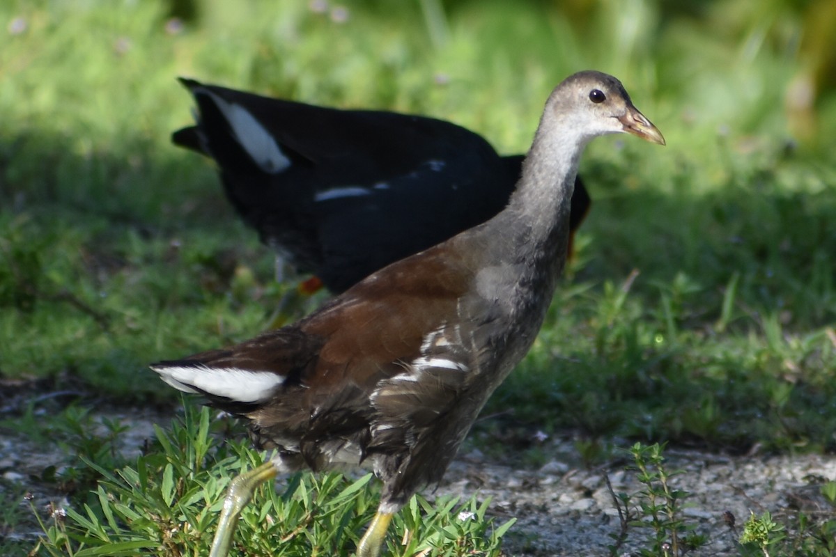 Common Gallinule - ML638634367