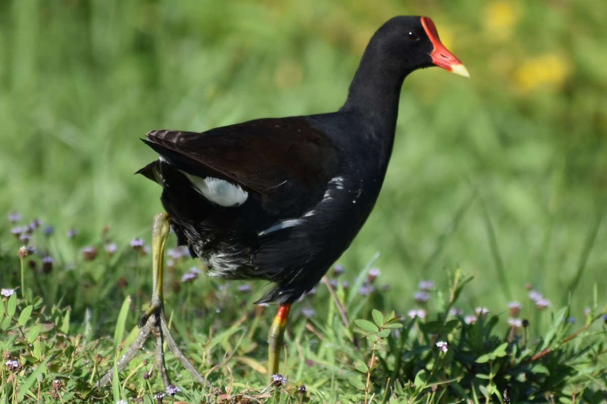 Common Gallinule - ML638634368