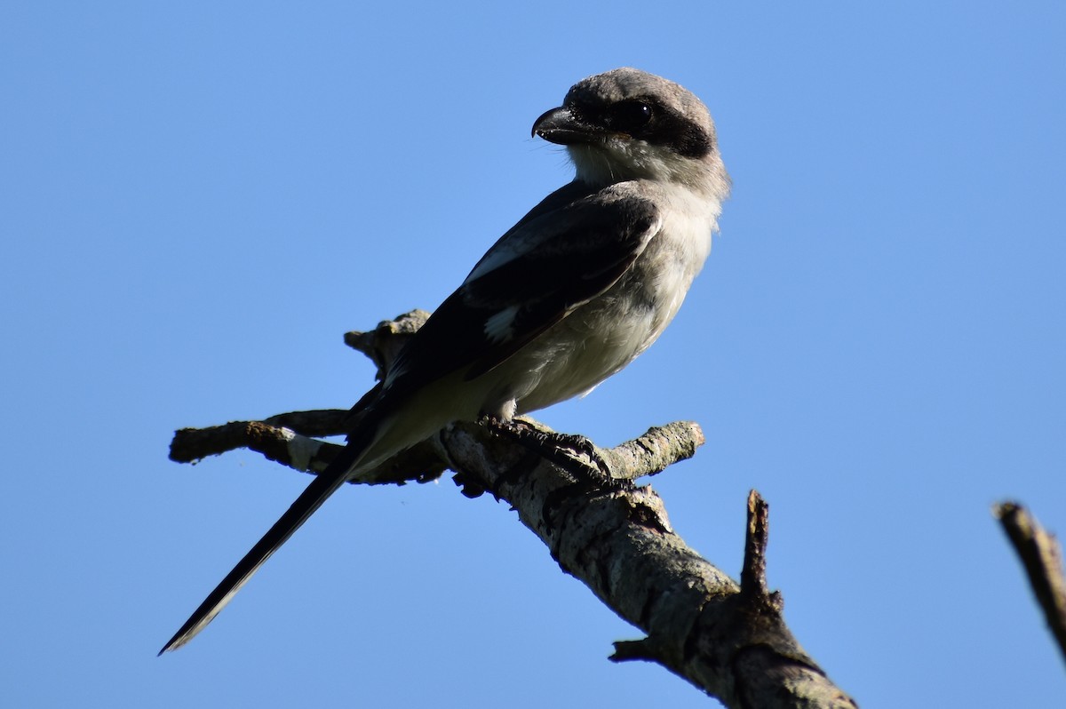 Loggerhead Shrike - ML638634376