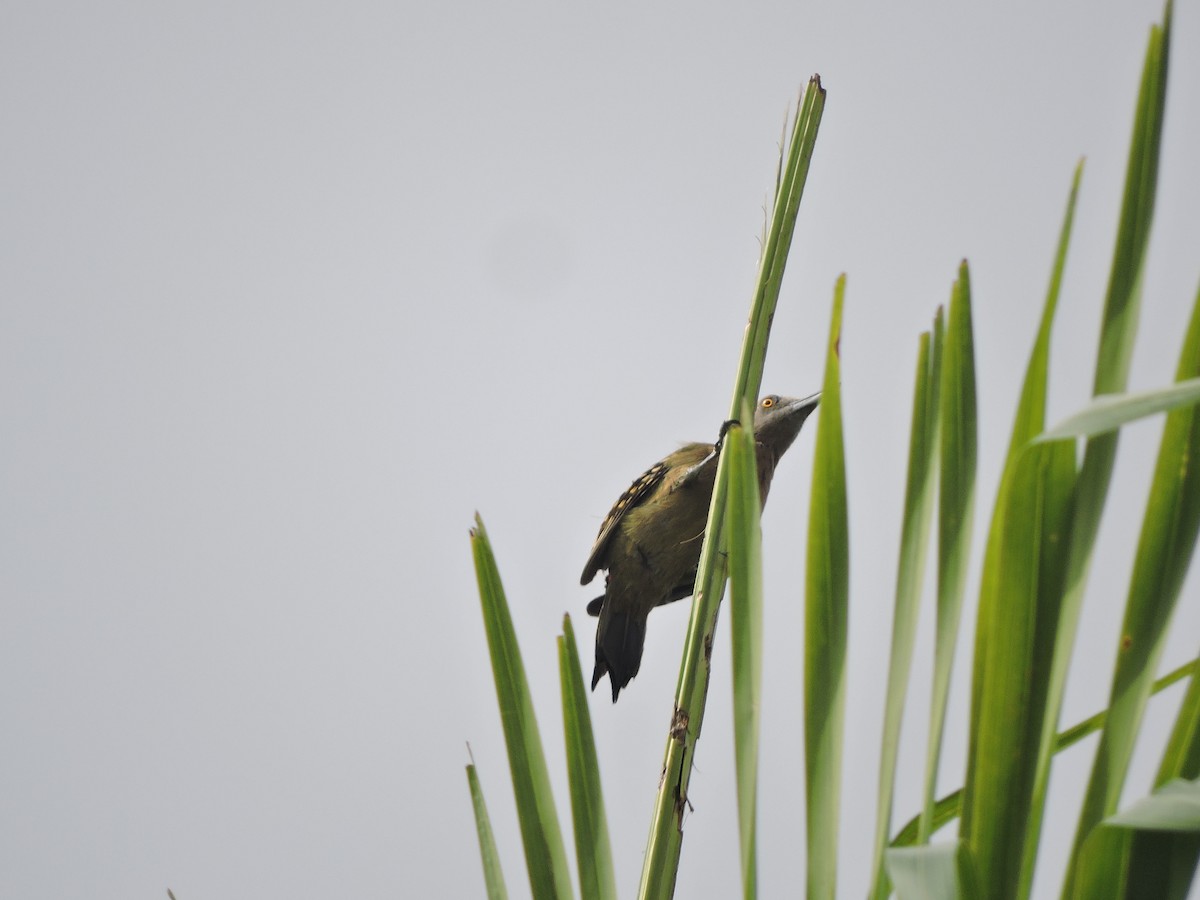 Hispaniolan Woodpecker - ML638634383