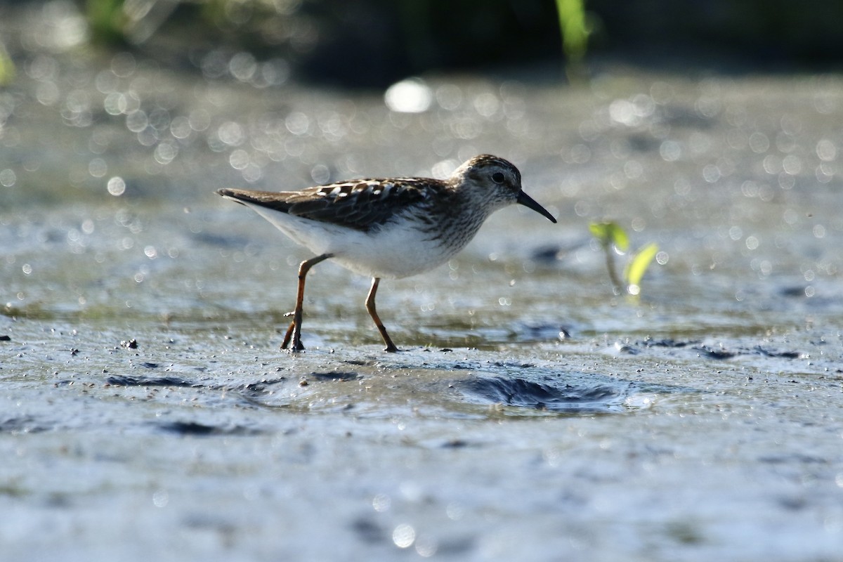 Least Sandpiper - ML638634410