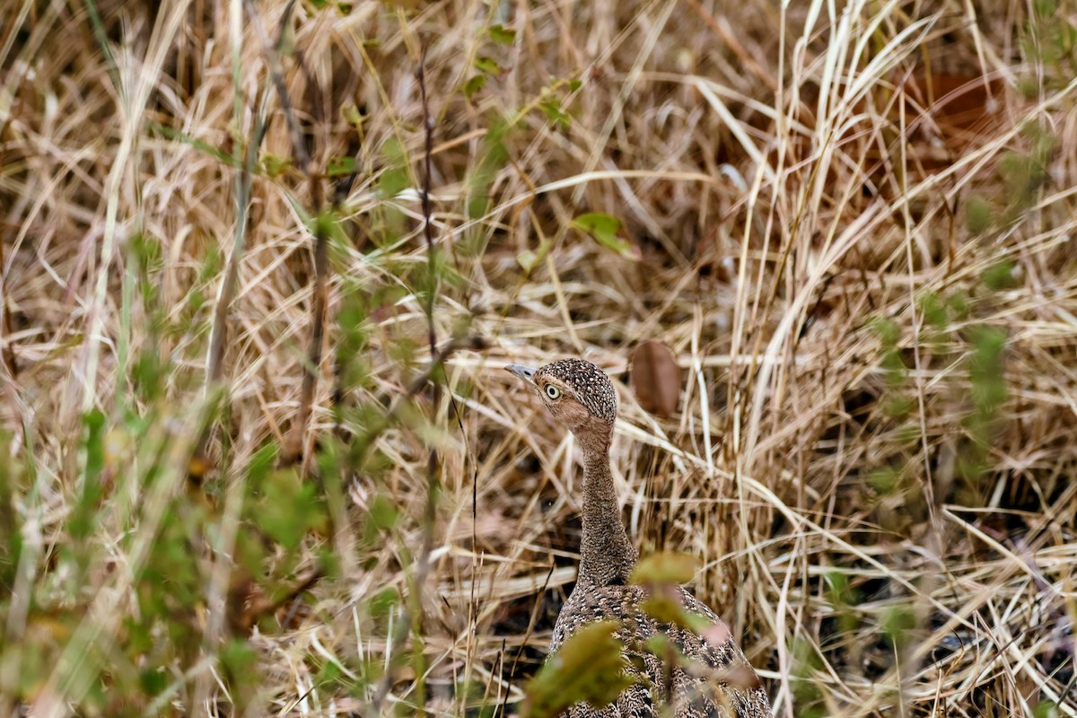 Buff-crested Bustard - ML638634448