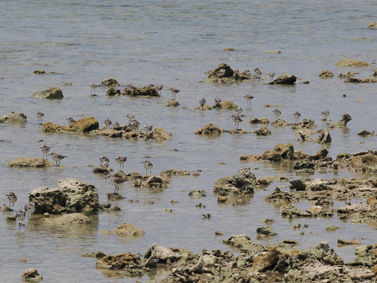 Tibetan Sand-Plover - ML638634452