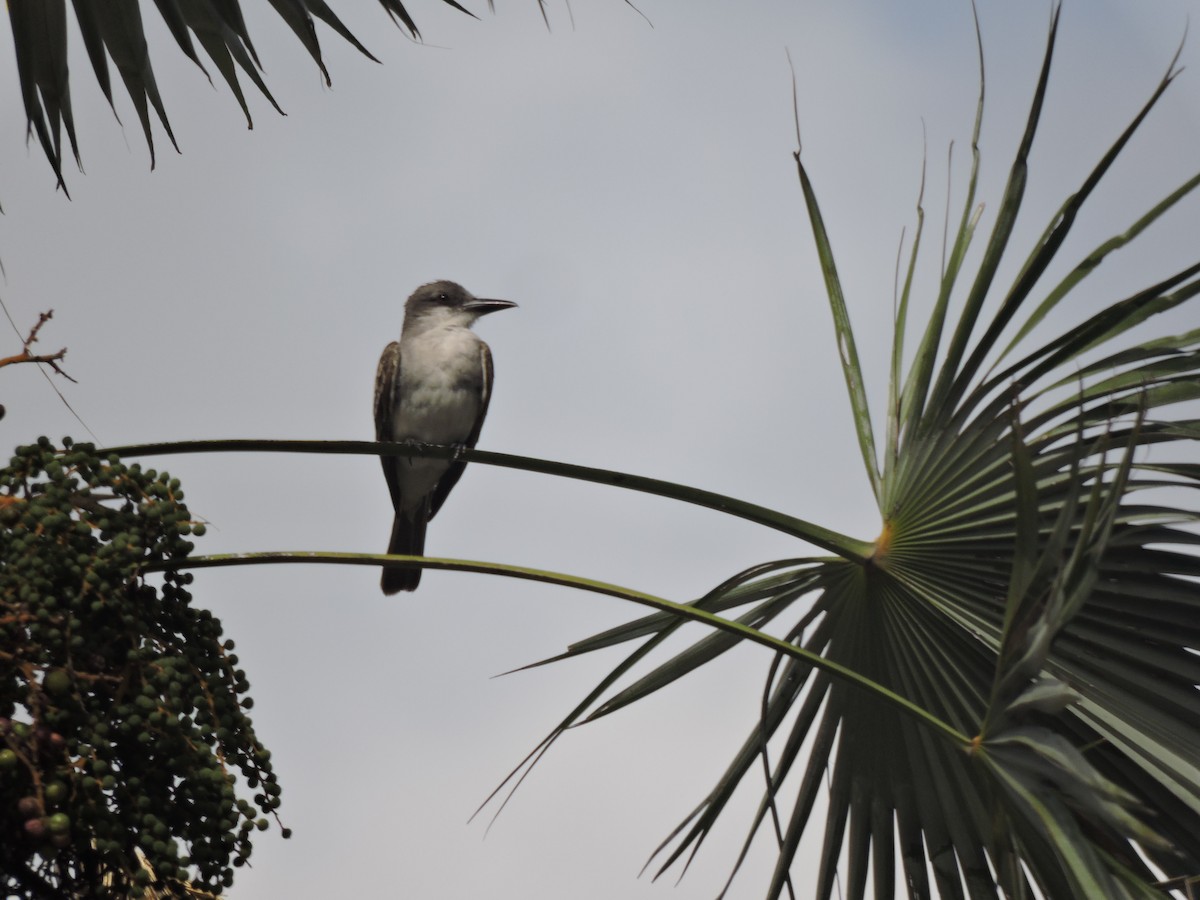 Gray Kingbird - ML638634478